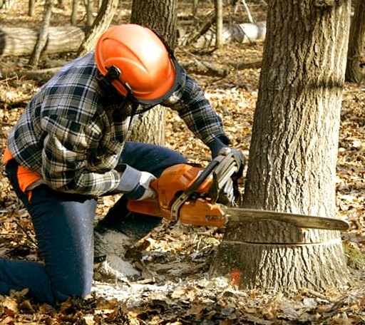 Tree Removal in Middle Bass, OH